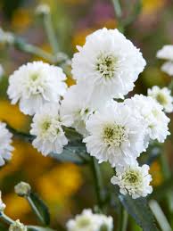 Image result for Achillea Ptarmica