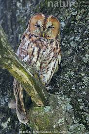 Image result for Strix aluco