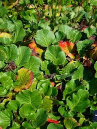 Attēlu rezultāti vaicājumam “Bergenia crassifolia”