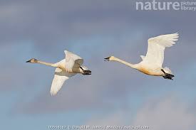 Attēlu rezultāti vaicājumam “Cygnus columbianus”