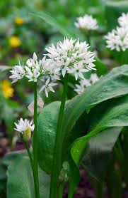 Attēlu rezultāti vaicājumam “Allium ursinum flower”