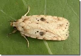 Attēlu rezultāti vaicājumam “Agonopterix aranella”