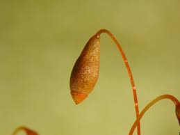 Attēlu rezultāti vaicājumam “Bryum caespiticium”