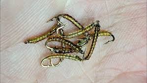 Attēlu rezultāti vaicājumam “Chironomidae larvae”