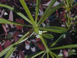 Attēlu rezultāti vaicājumam “Galium aparine leaf”