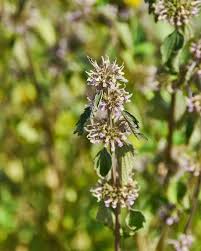 Attēlu rezultāti vaicājumam “Leonurus quinquelobatus”