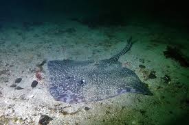 Image result for Leucoraja ocellata