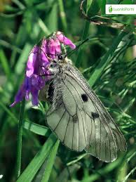 Attēlu rezultāti vaicājumam “Parnassius mnemosyne underside”