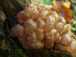 Attēlu rezultāti vaicājumam “Ascotremella faginea”