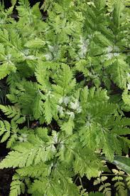 Image result for Myrrhis odorata