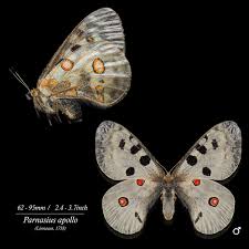 Attēlu rezultāti vaicājumam “Gracillaria syringella imago”
