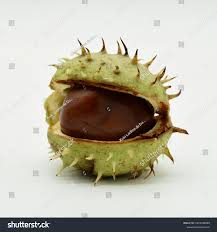 Attēlu rezultāti vaicājumam “Aesculus hippocastanum fruit”