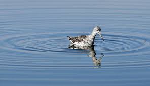 Attēlu rezultāti vaicājumam “Tringa nebularia”