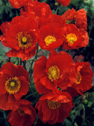 Attēlu rezultāti vaicājumam “Populus x petrowskyana flower”