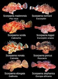 Image result for Scorpaena scrofa