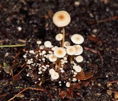 Attēlu rezultāti vaicājumam “Collybia tuberosa”