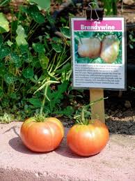 Afbeeldingsresultaat voor Pink Brandywine tomato