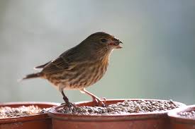 Attēlu rezultāti vaicājumam “Carduelis cannabina”