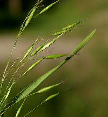 Attēlu rezultāti vaicājumam “Anisantha tectorum”