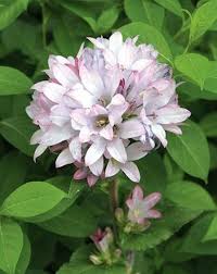 Attēlu rezultāti vaicājumam “Campanula glomerata flower”
