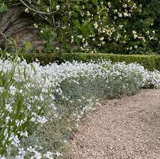 Image result for cerastium tomentosum