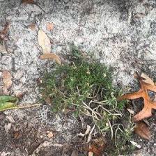 Attēlu rezultāti vaicājumam “Sagina procumbens fruit”