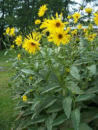 Attēlu rezultāti vaicājumam “Helianthus tuberosus flower”