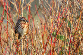 Image result for Melospiza melodia