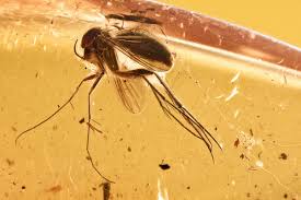 Attēlu rezultāti vaicājumam “Mycetophilidae”