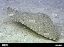 Image result for Gymnura altavela