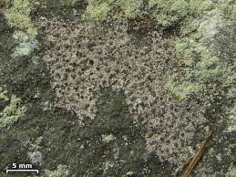 Attēlu rezultāti vaicājumam “Lecanactis abietina”