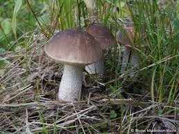 Attēlu rezultāti vaicājumam “Leccinum scabrum”