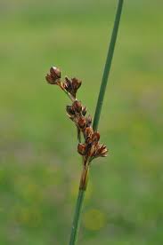 Attēlu rezultāti vaicājumam “Juncus balticus”
