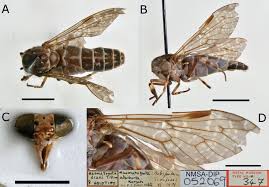 Attēlu rezultāti vaicājumam “Haematopota sp.”