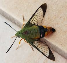 Image result for hawk moth