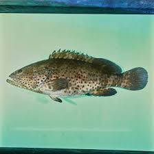 Image result for Epinephelus andersoni