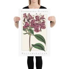 Attēlu rezultāti vaicājumam “Balsaminaceae”