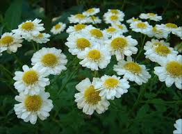 Image result for Tanacetum parthenium 'Tetraweiss'