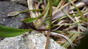 Attēlu rezultāti vaicājumam “Leptophlebia nebulosa”