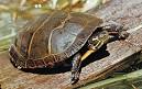 eastern painted turtle