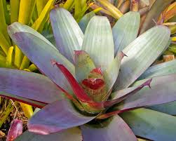 Attēlu rezultāti vaicājumam “Arcyria imperialis stalked”