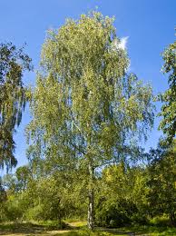 Attēlu rezultāti vaicājumam “Betula humilis”