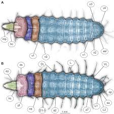 Attēlu rezultāti vaicājumam “Therevidae larva”