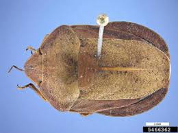 Attēlu rezultāti vaicājumam “Eurygaster testudinaria imago”