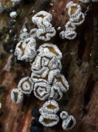 Attēlu rezultāti vaicājumam “Proliferodiscus pulveraceus”