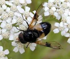 Attēlu rezultāti vaicājumam “Volucella pellucens”