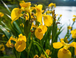 Attēlu rezultāti vaicājumam “Iris pseudacorus leaf”