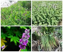 「粉綠狐尾藻」的圖片搜尋結果