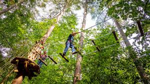Image result for Go Ape! Dalby