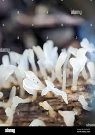 Attēlu rezultāti vaicājumam “Calocera pallidospathulata”